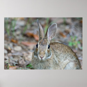 Wild Male Eastern Cottontail Rabbit Poster