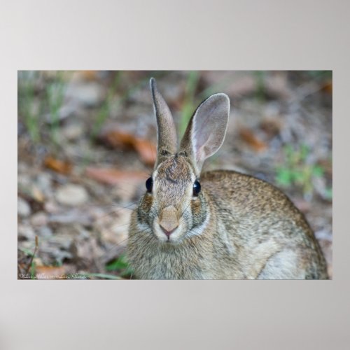 Wild Male Eastern Cottontail Rabbit Poster