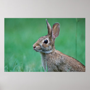 Wild Male Eastern Cottontail Rabbit Profile Poster