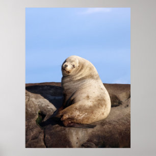 Wild Male Steller Sea Lion - Fine Art Prints