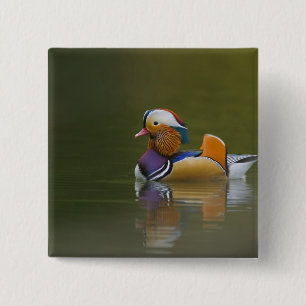 Wild Mandarin Duck Aix galericulata) on dark Button