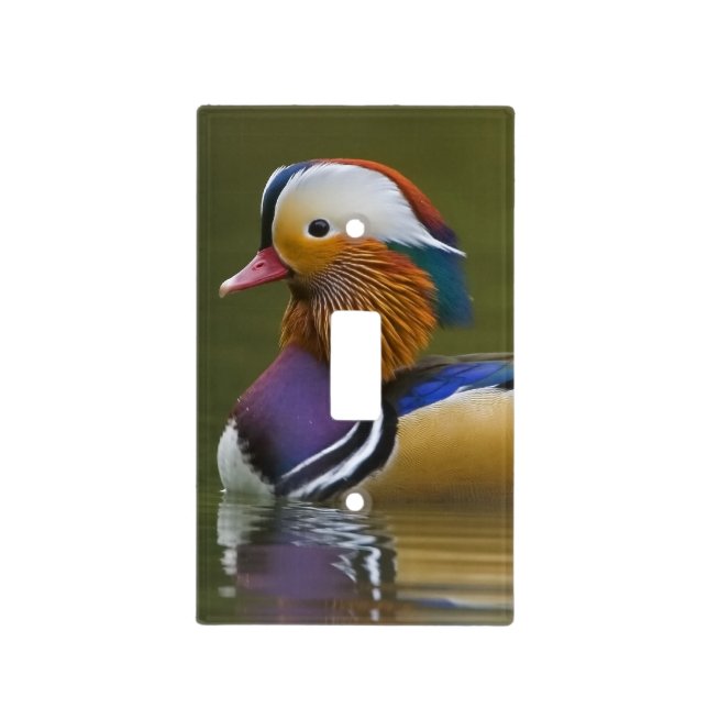 Wild Mandarin Duck Aix galericulata) on dark Light Switch Cover (Front)