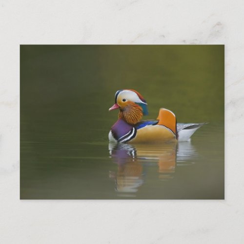 Wild Mandarin Duck Aix galericulata on dark Postcard