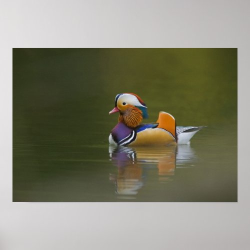 Wild Mandarin Duck Aix galericulata on dark Poster