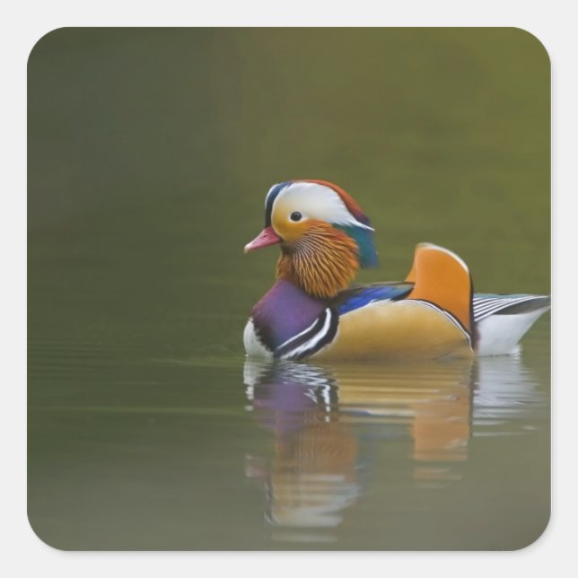 Wild Mandarin Duck Aix galericulata) on dark Square Sticker (Front)