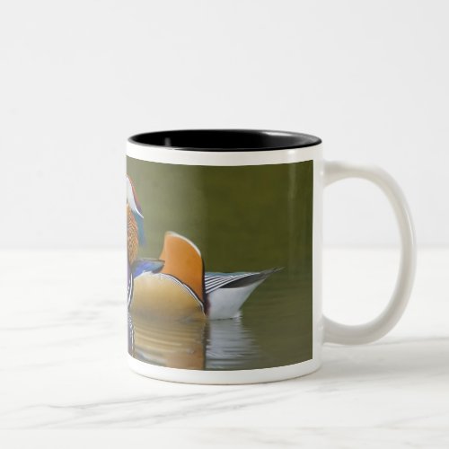 Wild Mandarin Duck Aix galericulata on dark Two_Tone Coffee Mug
