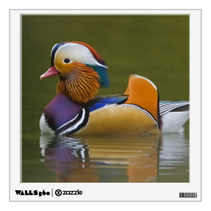 Wild Mandarin Duck Aix galericulata) on dark Wall Decal