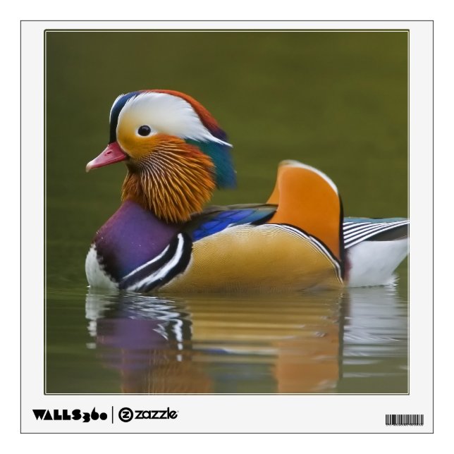 Wild Mandarin Duck Aix galericulata) on dark Wall Decal (Front)