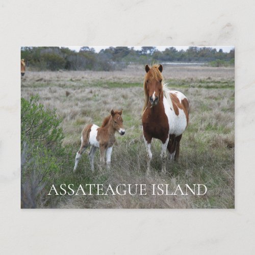 Wild Mare and Foal Assateague National Seashore P Postcard