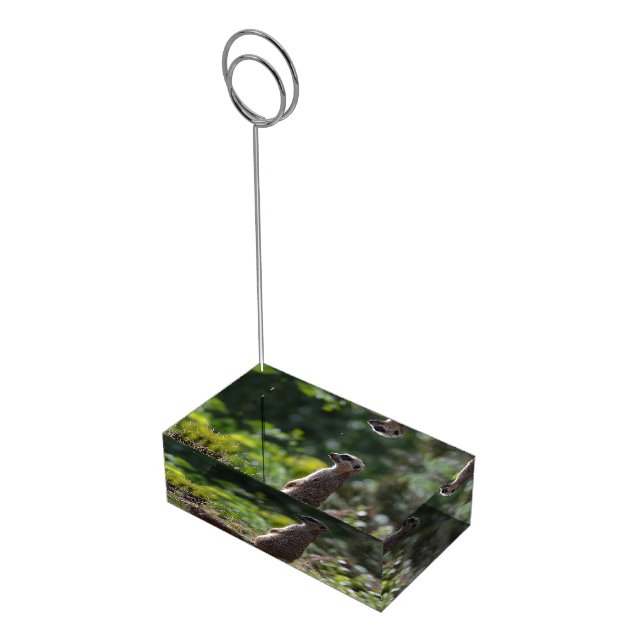 Wild Meerkat Place Card Holder (Corner)