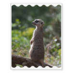 Wild Meerkat Temporary Tattoos