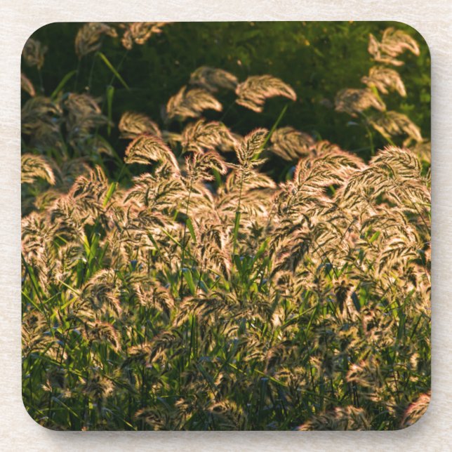 Wild Millet (Panicum Sp.) Growing In Wetland Coaster (Front)
