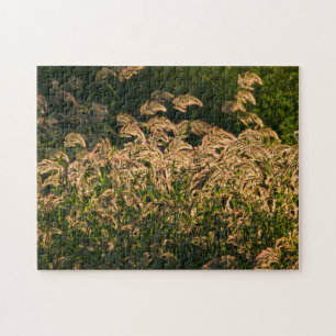 Wild Millet (Panicum Sp.) Growing In Wetland Jigsaw Puzzle