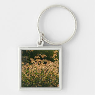 Wild Millet (Panicum Sp.) Growing In Wetland Keychain