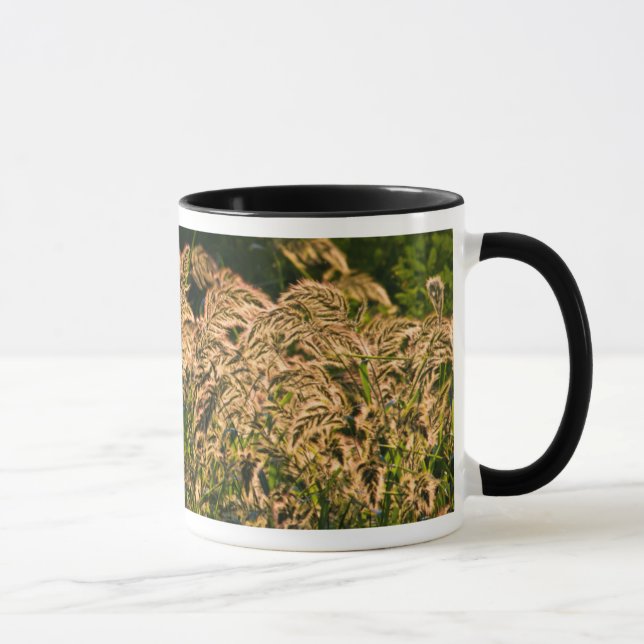 Wild Millet (Panicum Sp.) Growing In Wetland Mug (Right)