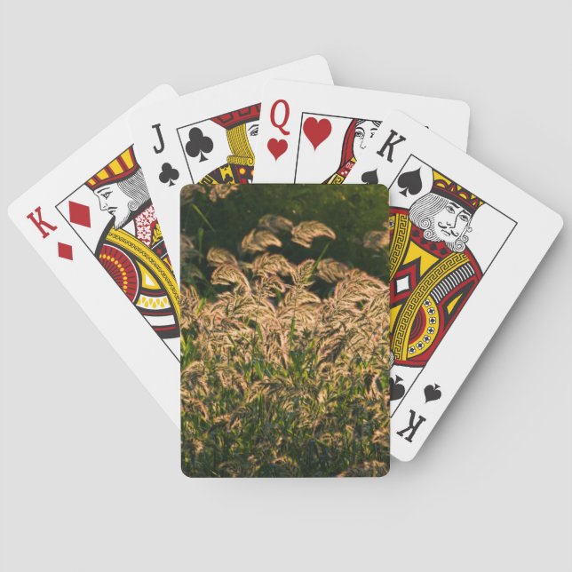 Wild Millet (Panicum Sp.) Growing In Wetland Poker Cards (Back)