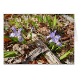Wild Miniature Irises Cards