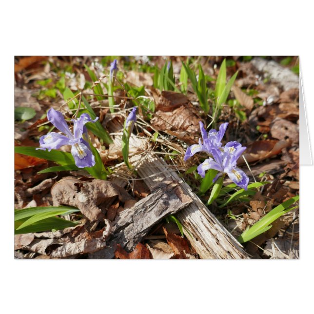 Wild Miniature Irises Cards (Front Horizontal)
