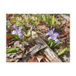 Wild Miniature Irises Postcard