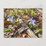 Wild Miniature Irises Postcard