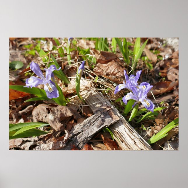 Wild Miniature Irises Poster (Front)