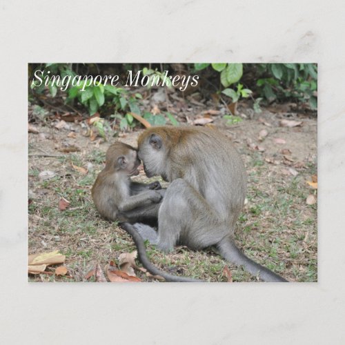 Wild Monkeys of Singapore Postcard