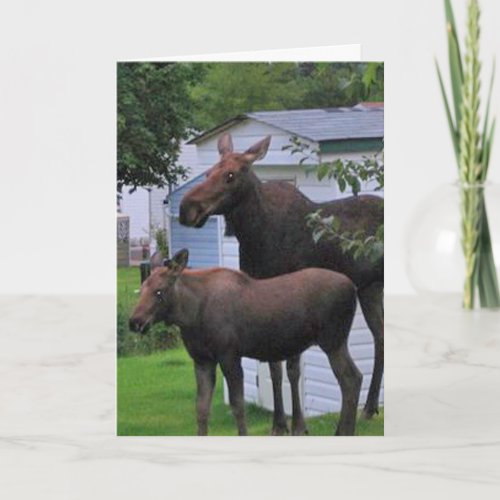 Wild Moose Greeting Card
