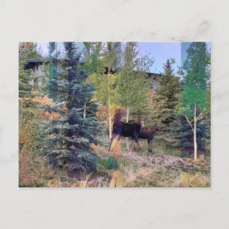 Wild Moose in Wyoming Postcard