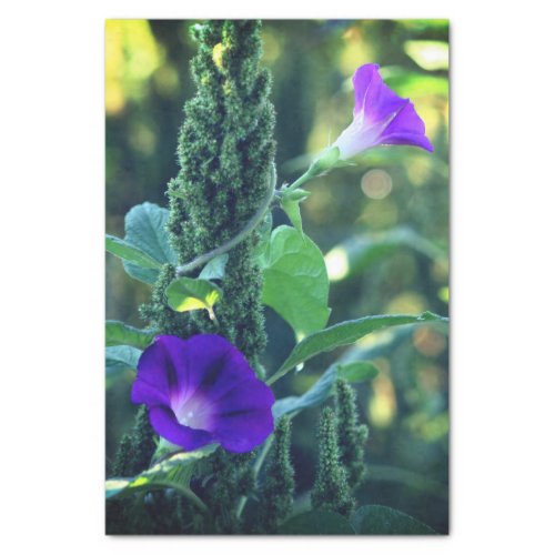 Wild Morning Glory Flowers Decoupage  Tissue Paper