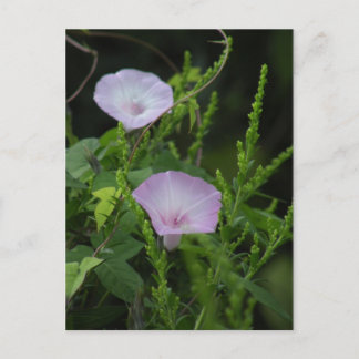 Wild Morning Glory Photo Postcard