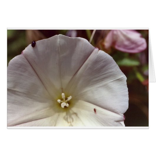 Wild Morninglory Cards (Front Horizontal)