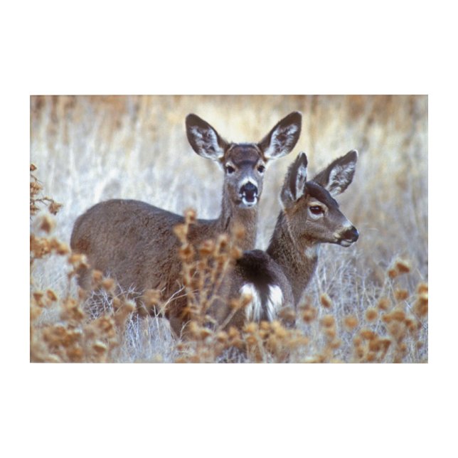 Wild Mule Deer Pair | California Acrylic Print (Front)
