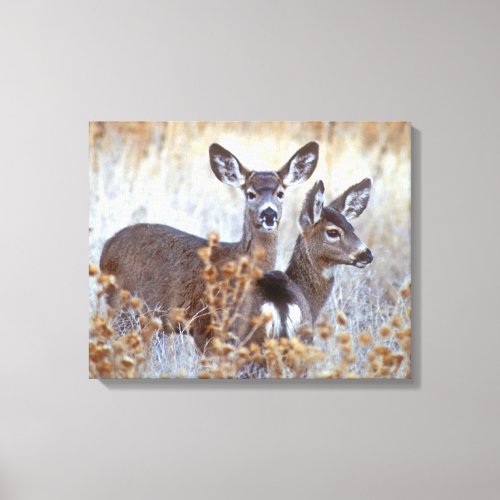 Wild Mule Deer Pair  California Canvas Print