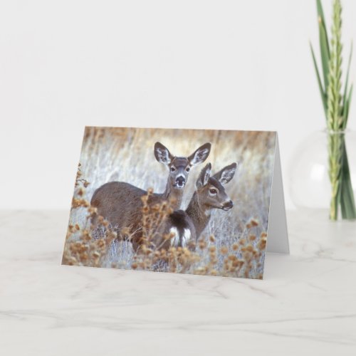 Wild Mule Deer Pair  California Card