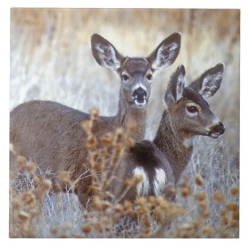 Wild Mule Deer Pair  California Ceramic Tile