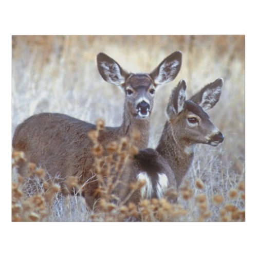 Wild Mule Deer Pair  California Faux Canvas Print