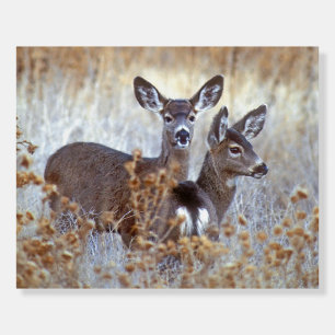 Wild Mule Deer Pair   California Foam Board