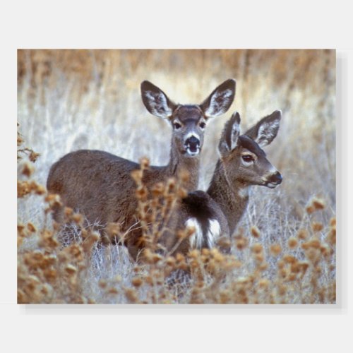 Wild Mule Deer Pair  California Foam Board