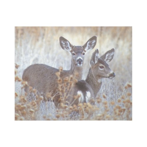 Wild Mule Deer Pair  California Gallery Wrap