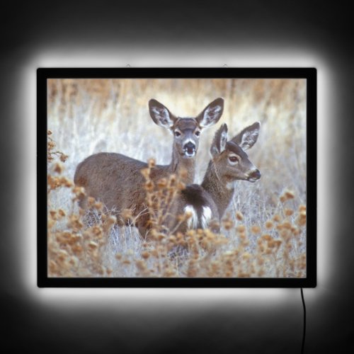 Wild Mule Deer Pair  California LED Sign