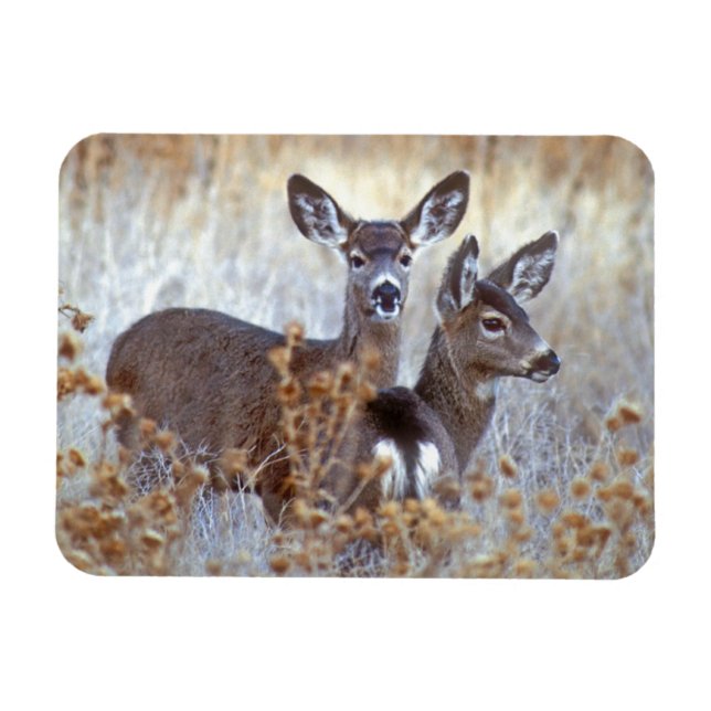 Wild Mule Deer Pair | California Magnet (Horizontal)