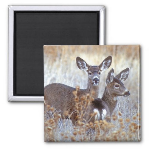 Wild Mule Deer Pair  California Magnet