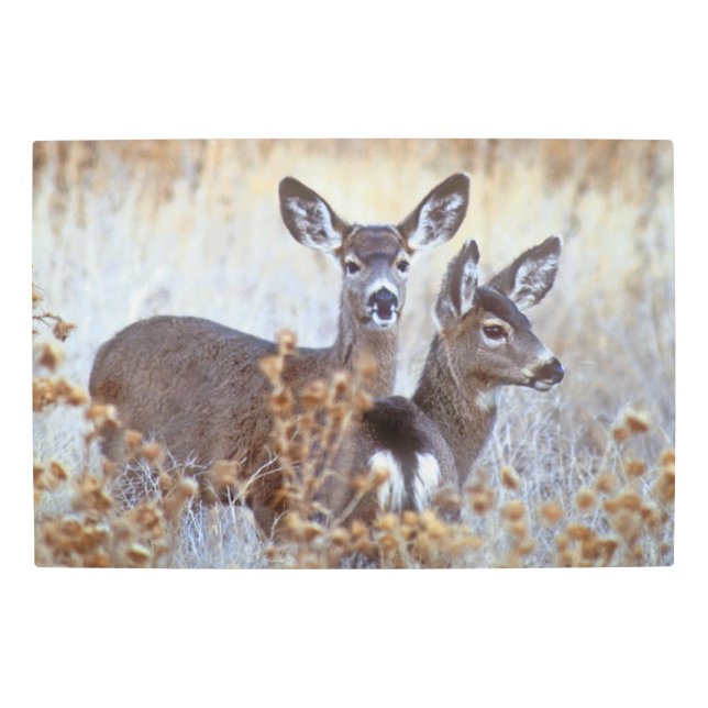 Wild Mule Deer Pair | California Metal Print (Front)