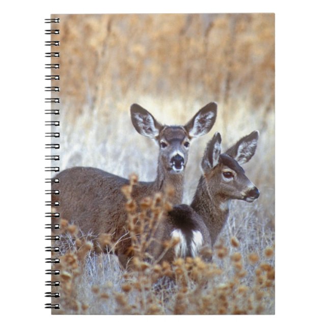 Wild Mule Deer Pair | California Notebook (Front)