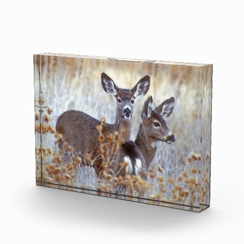 Wild Mule Deer Pair  California Photo Block