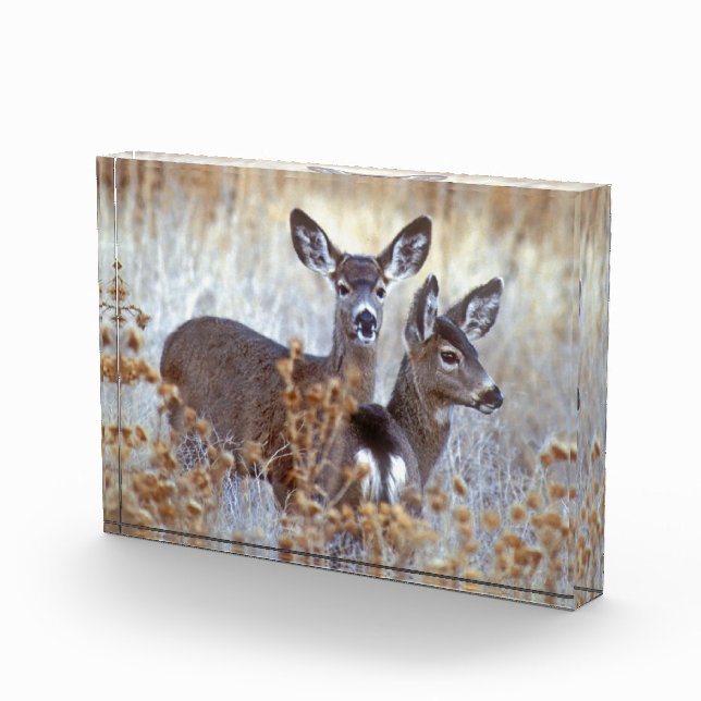 Wild Mule Deer Pair | California Photo Block (Right)