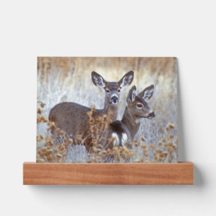 Wild Mule Deer Pair   California Picture Ledge