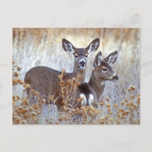 Wild Mule Deer Pair  California Postcard