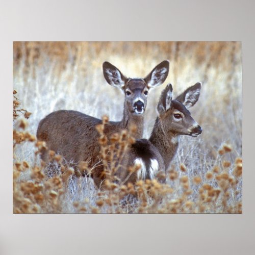 Wild Mule Deer Pair  California Poster