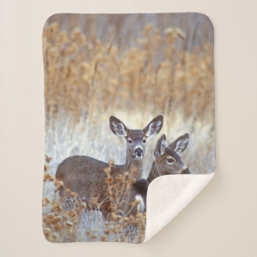 Wild Mule Deer Pair  California Sherpa Blanket